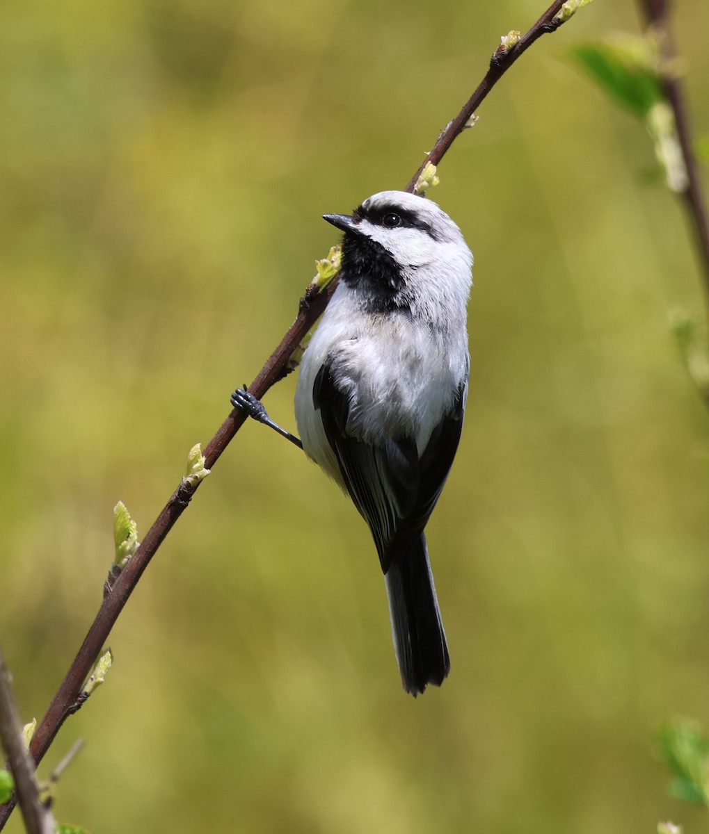 chickadee sp. - ML563547781