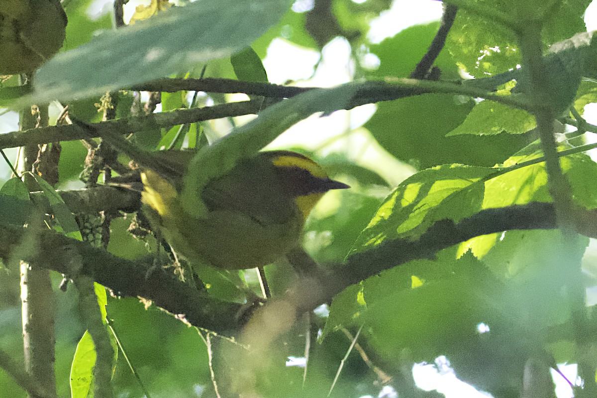 Golden-browed Warbler - ML563548051