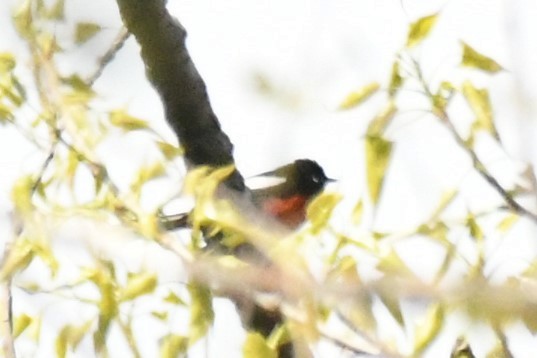 Paruline à ailes blanches - ML563548121