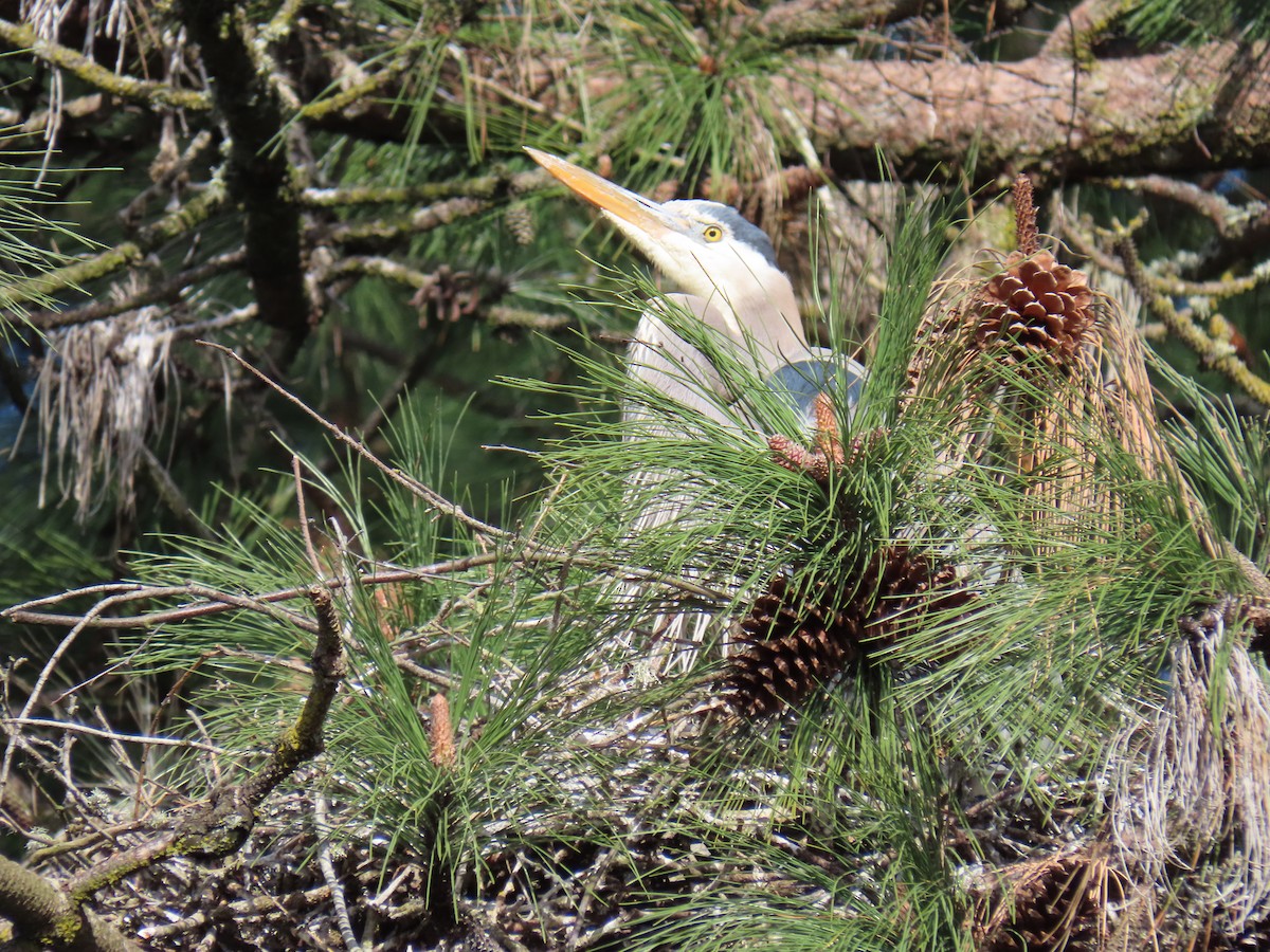 Great Blue Heron (Great Blue) - ML563548561