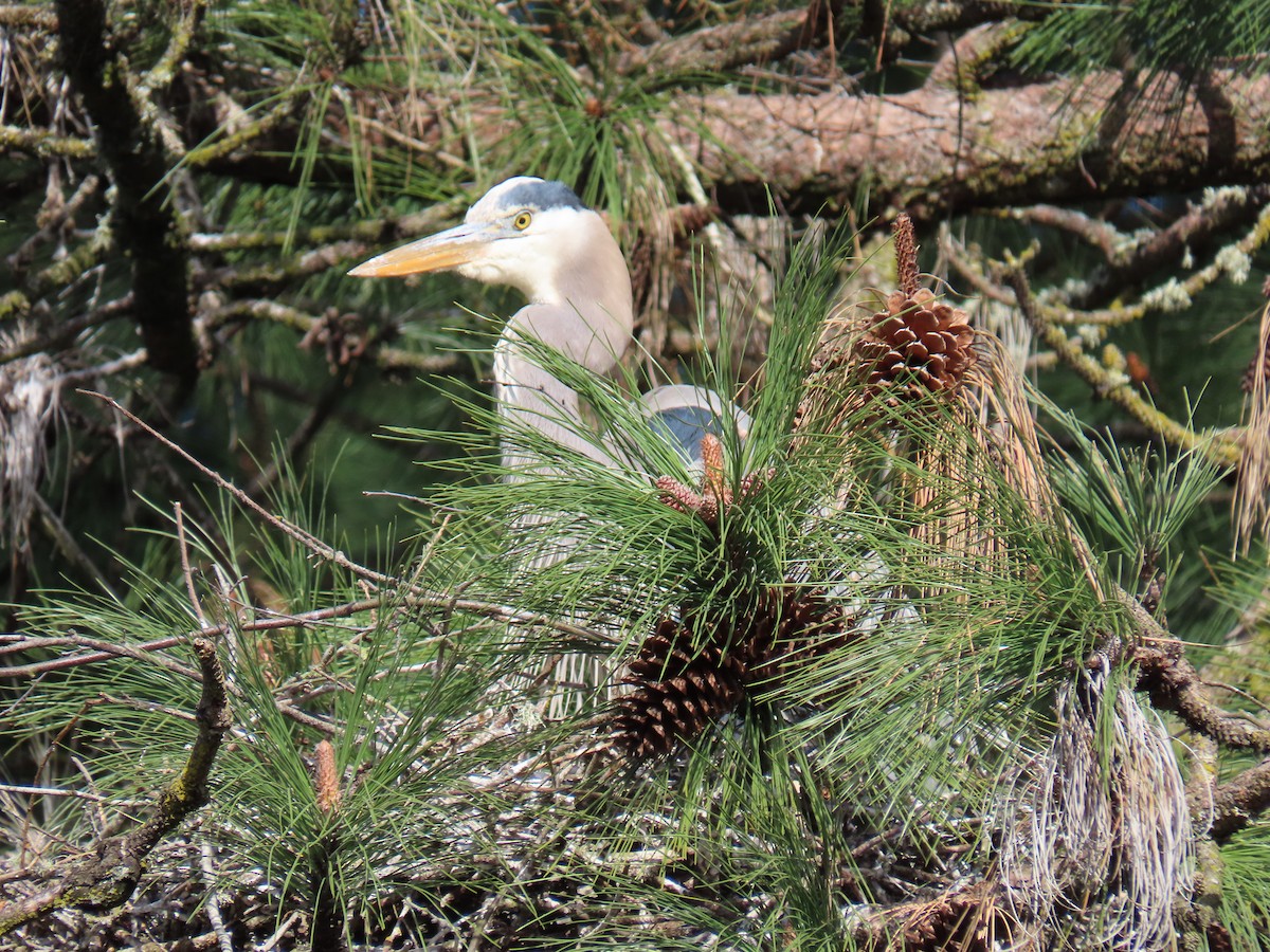 Great Blue Heron (Great Blue) - ML563548571