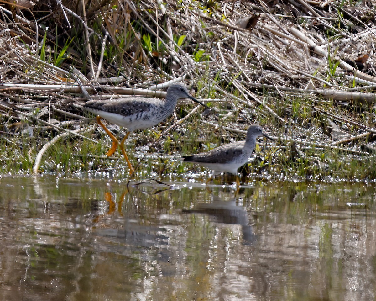 Lesser Yellowlegs - ML563549021