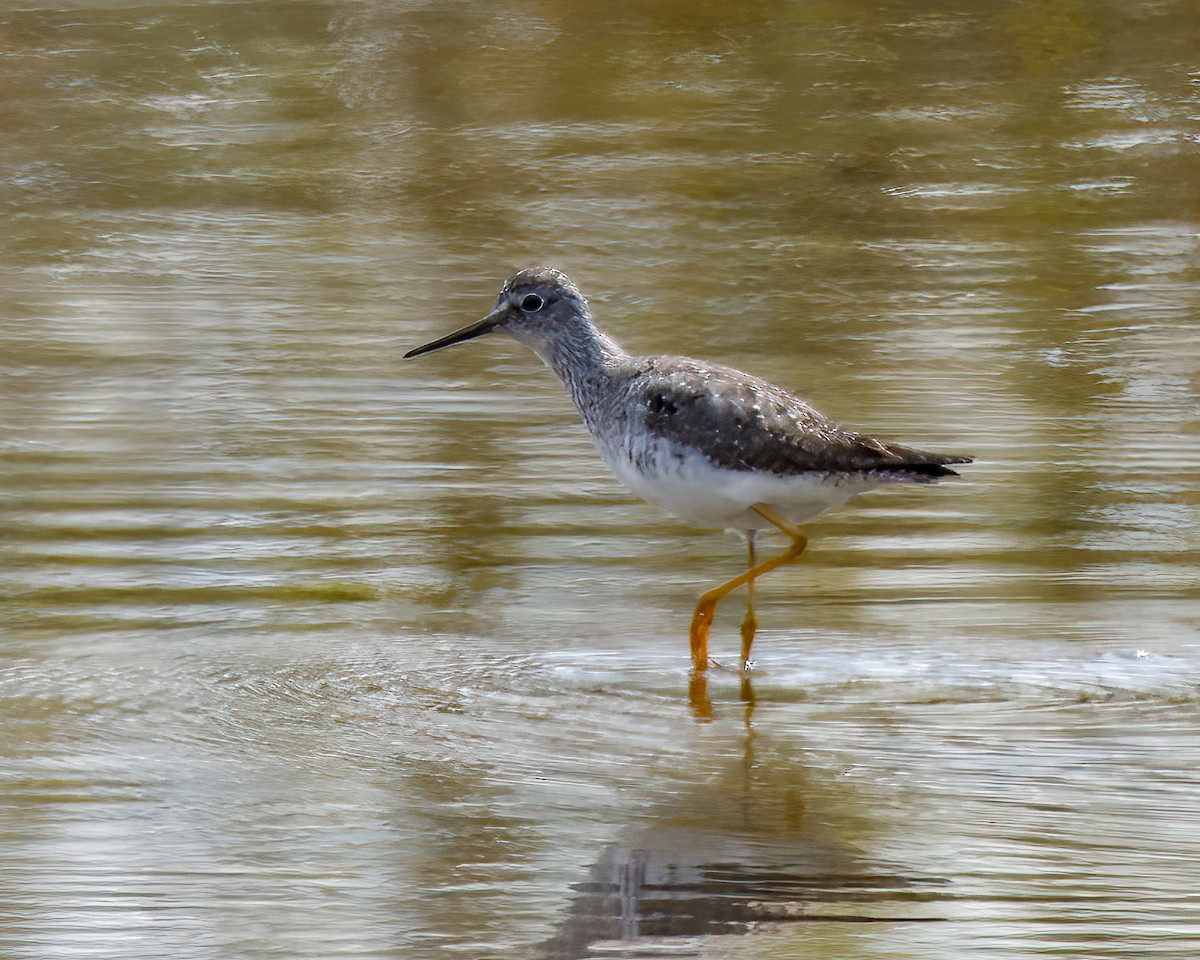 Lesser Yellowlegs - ML563549031