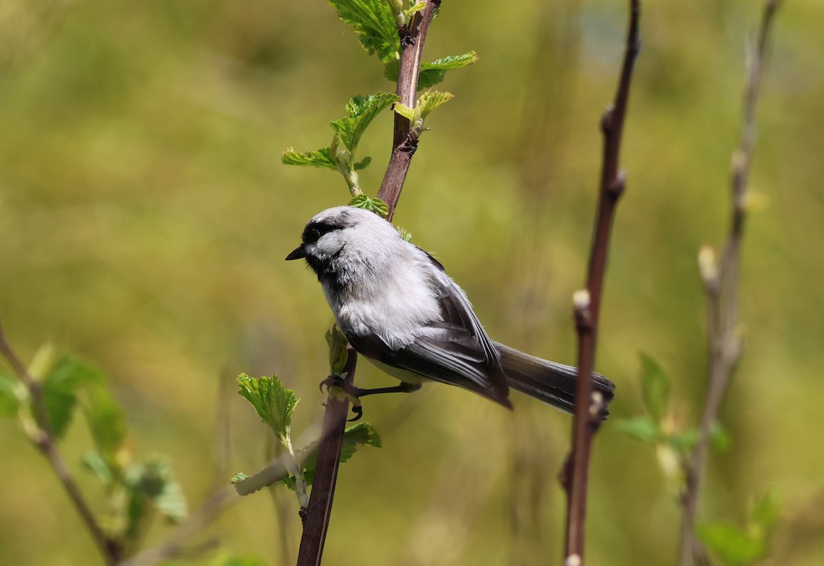 chickadee sp. - ML563549341