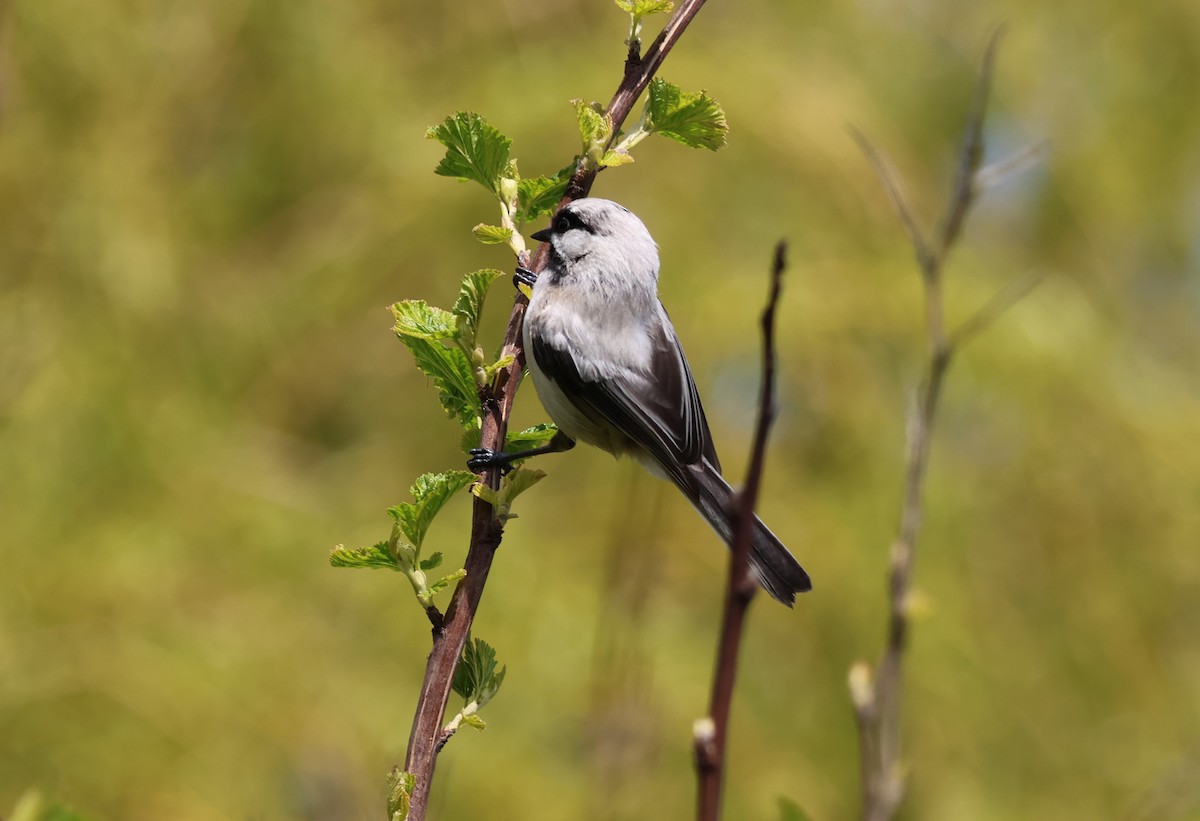 chickadee sp. - ML563549351