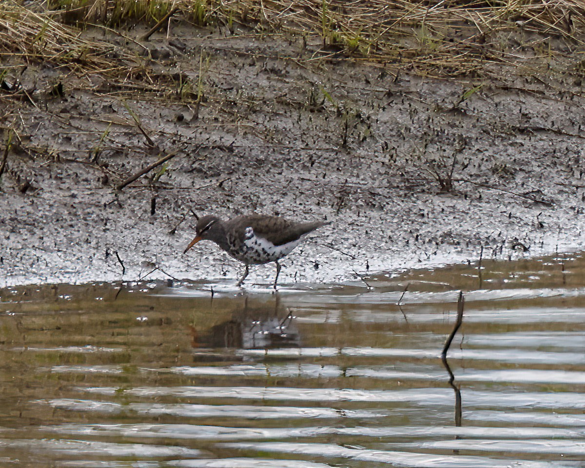 Spotted Sandpiper - ML563549531