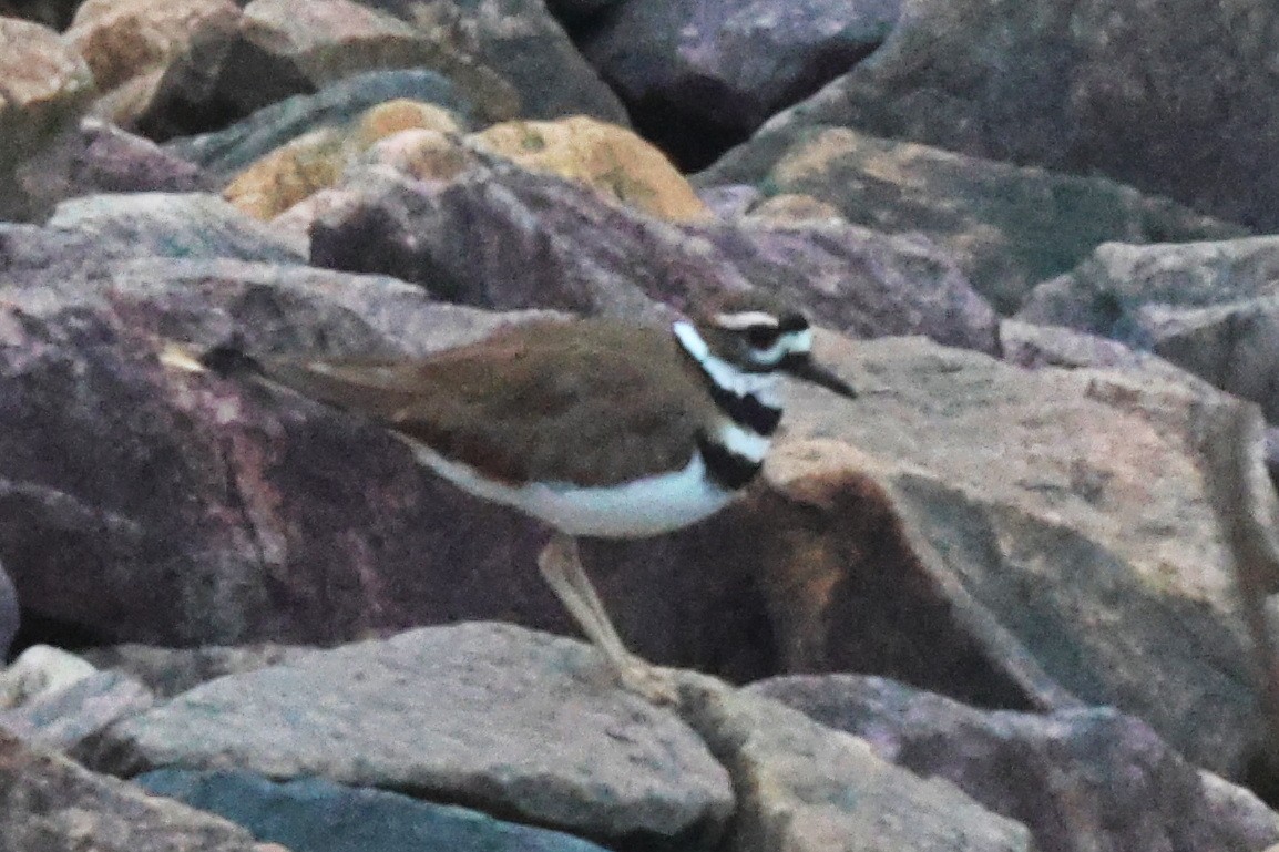 Killdeer - ML563551201