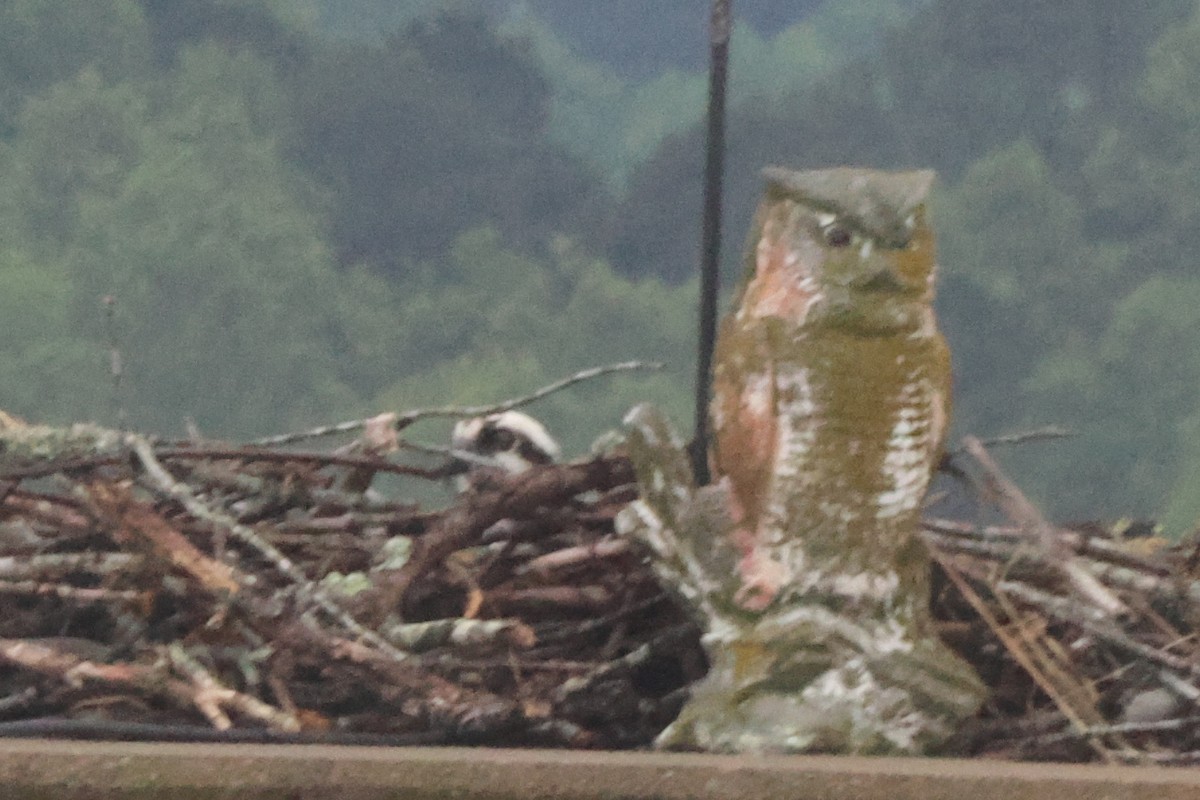 Águila Pescadora - ML563551371