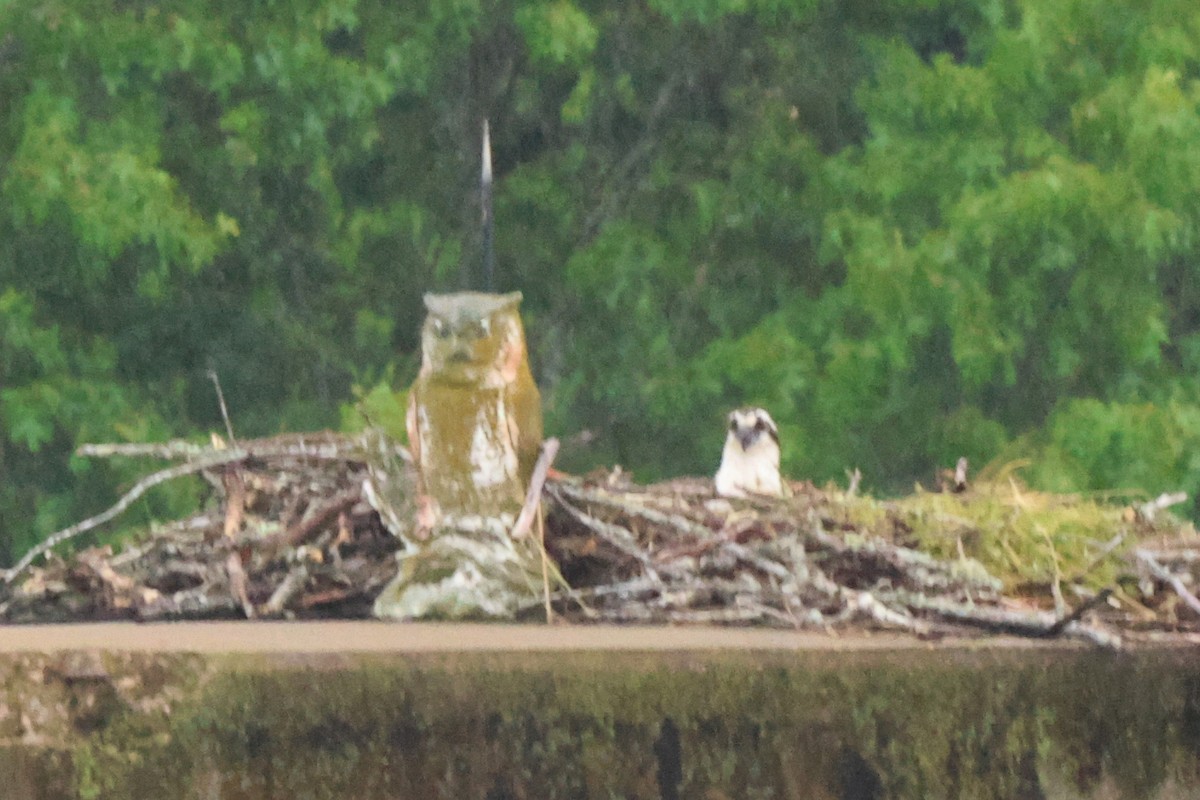 Osprey - Vern Bothwell