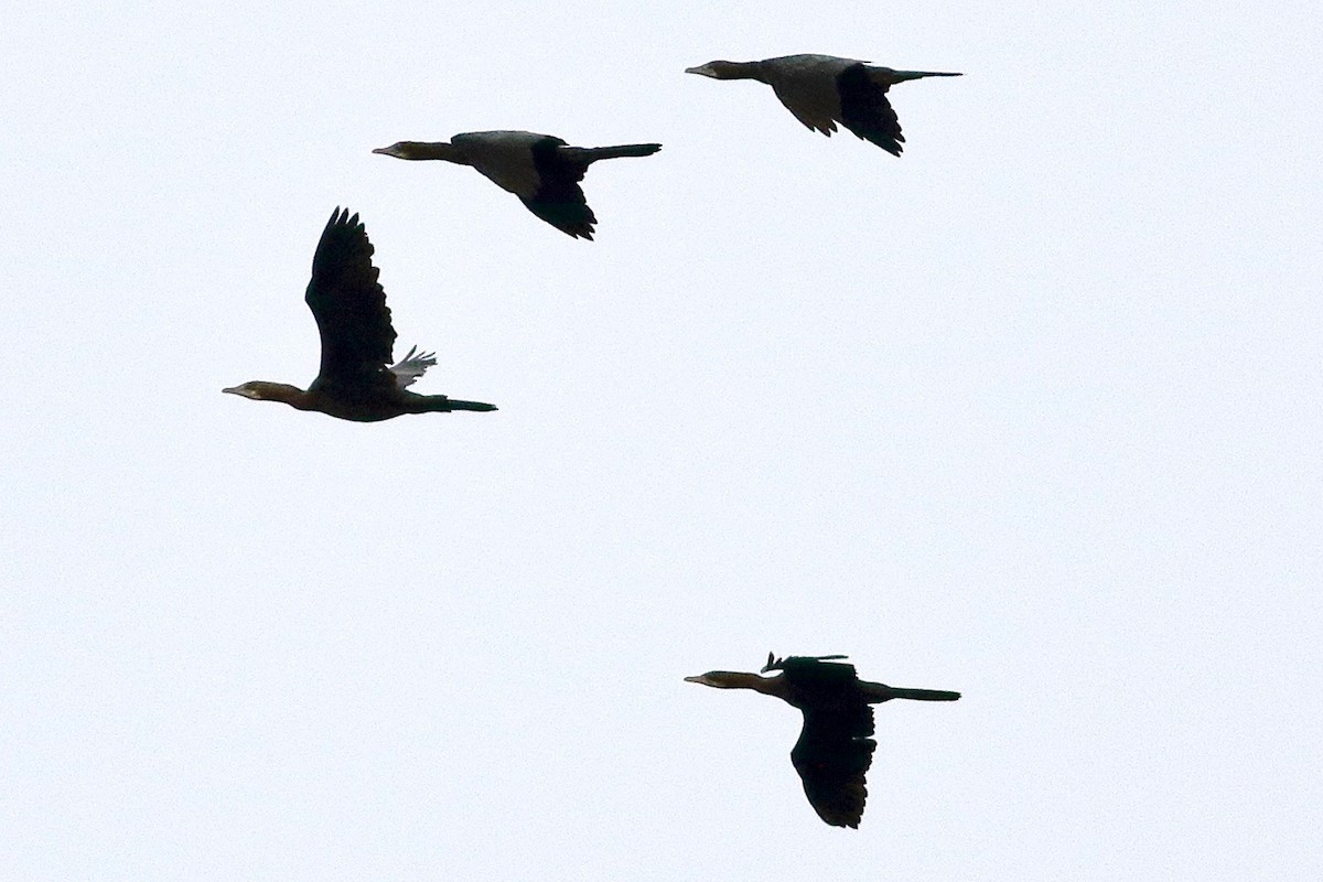 Great Cormorant - ML563552221