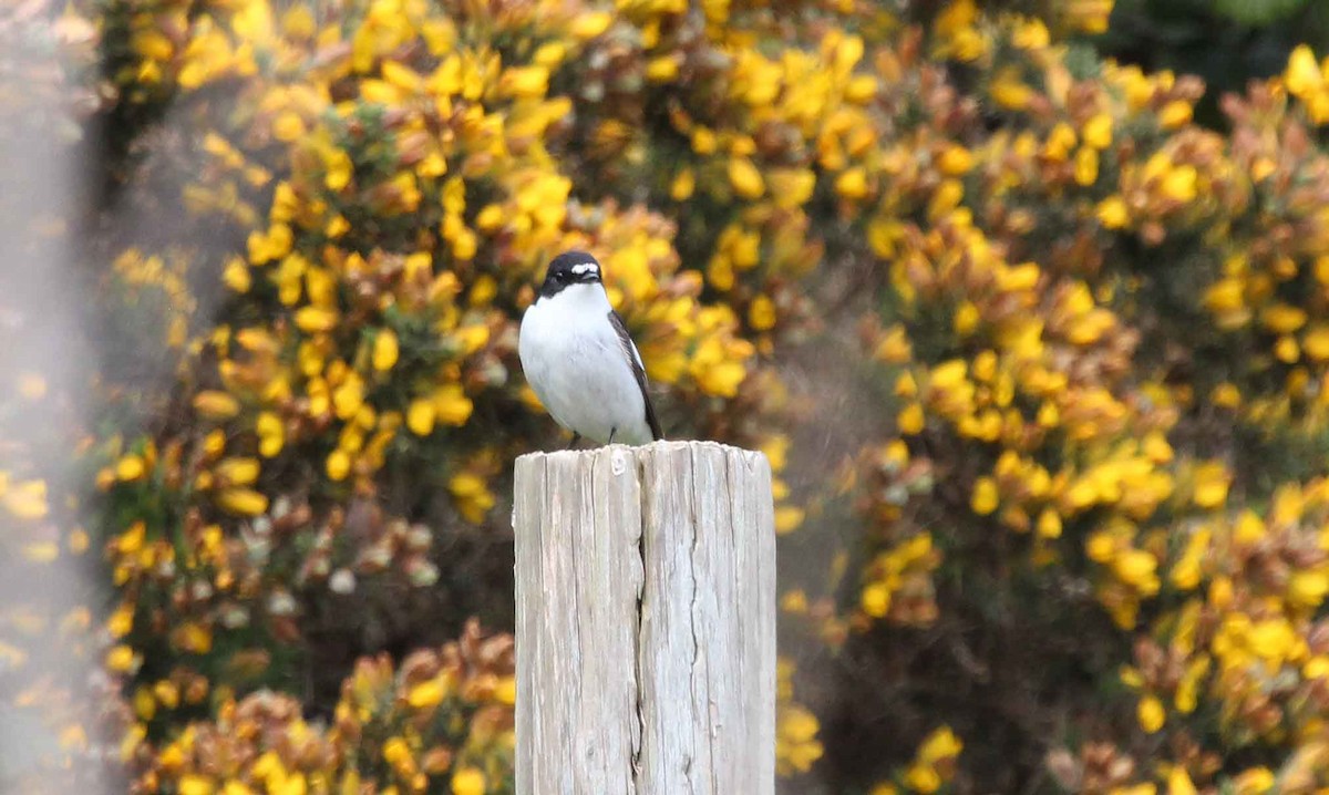 European Pied Flycatcher - Alexander Lees