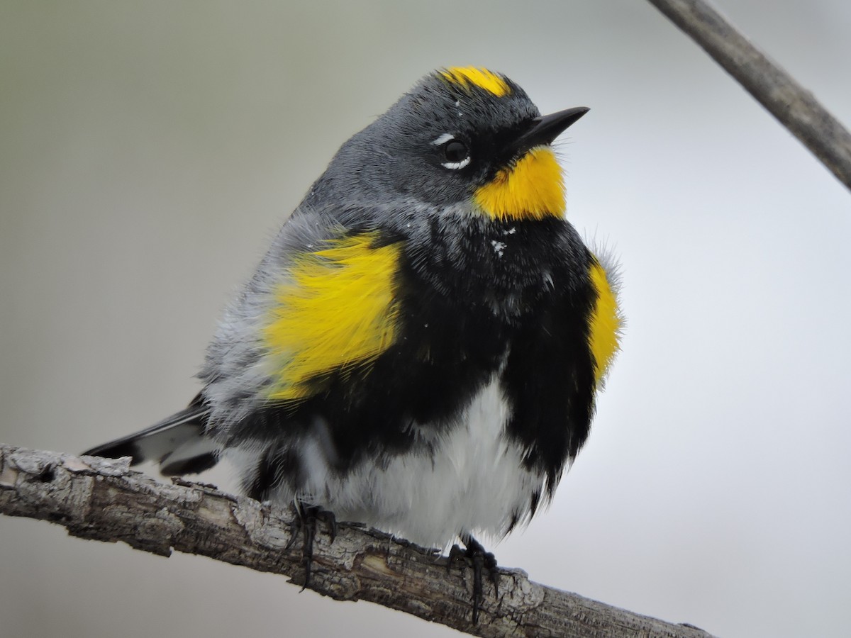 Yellow-rumped Warbler (Audubon's) - ML56355461