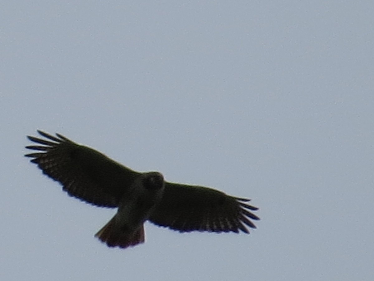 Red-tailed Hawk - ML56355551