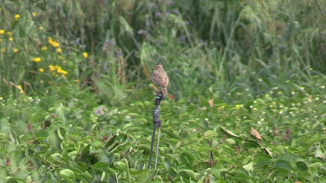 Crested Lark - ML563555661