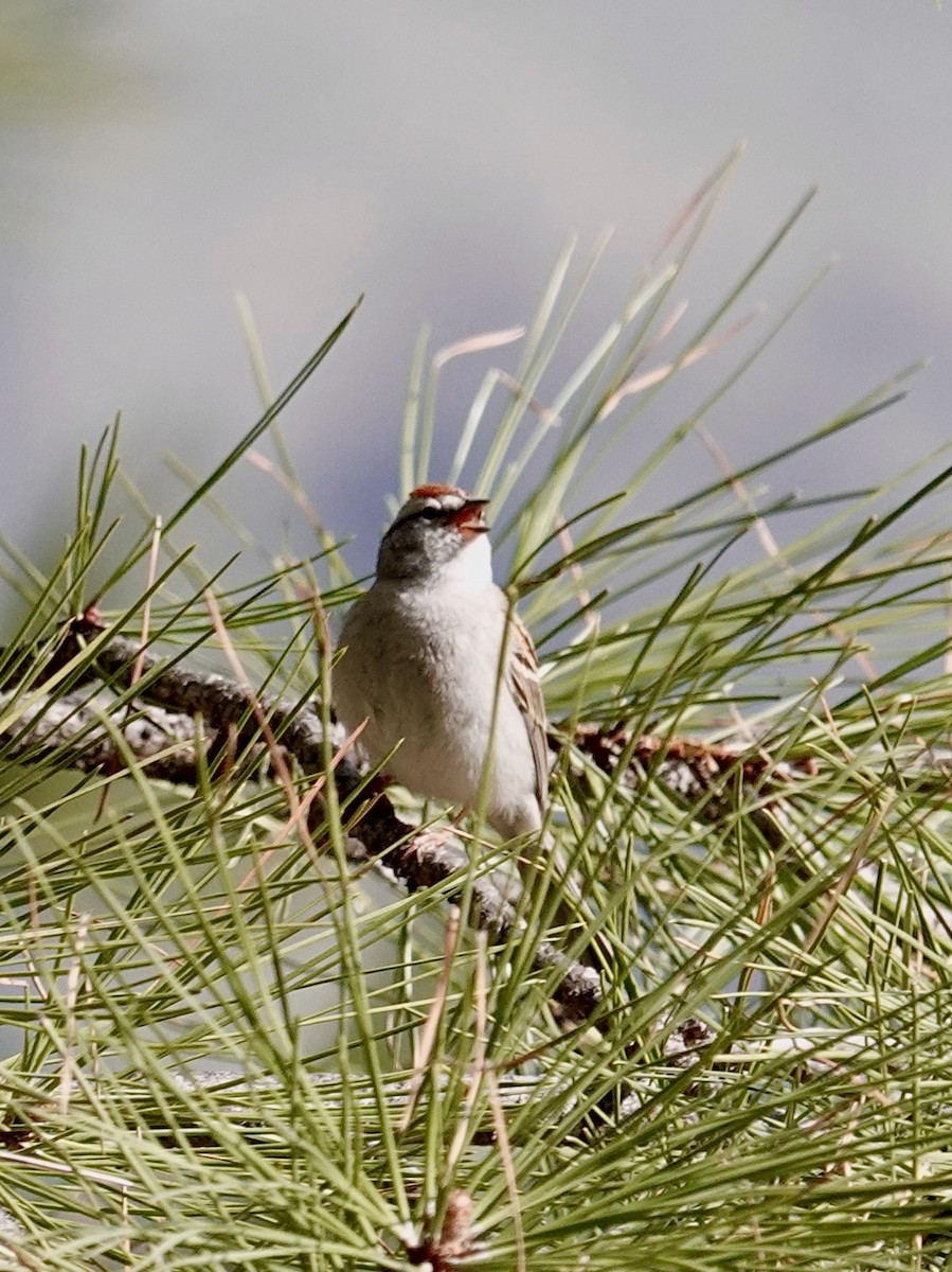 Chipping Sparrow - ML563556531