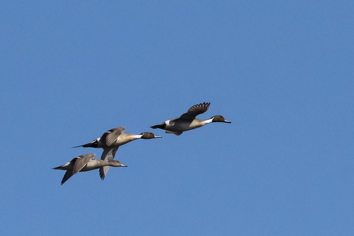 Northern Pintail - John VanOrman