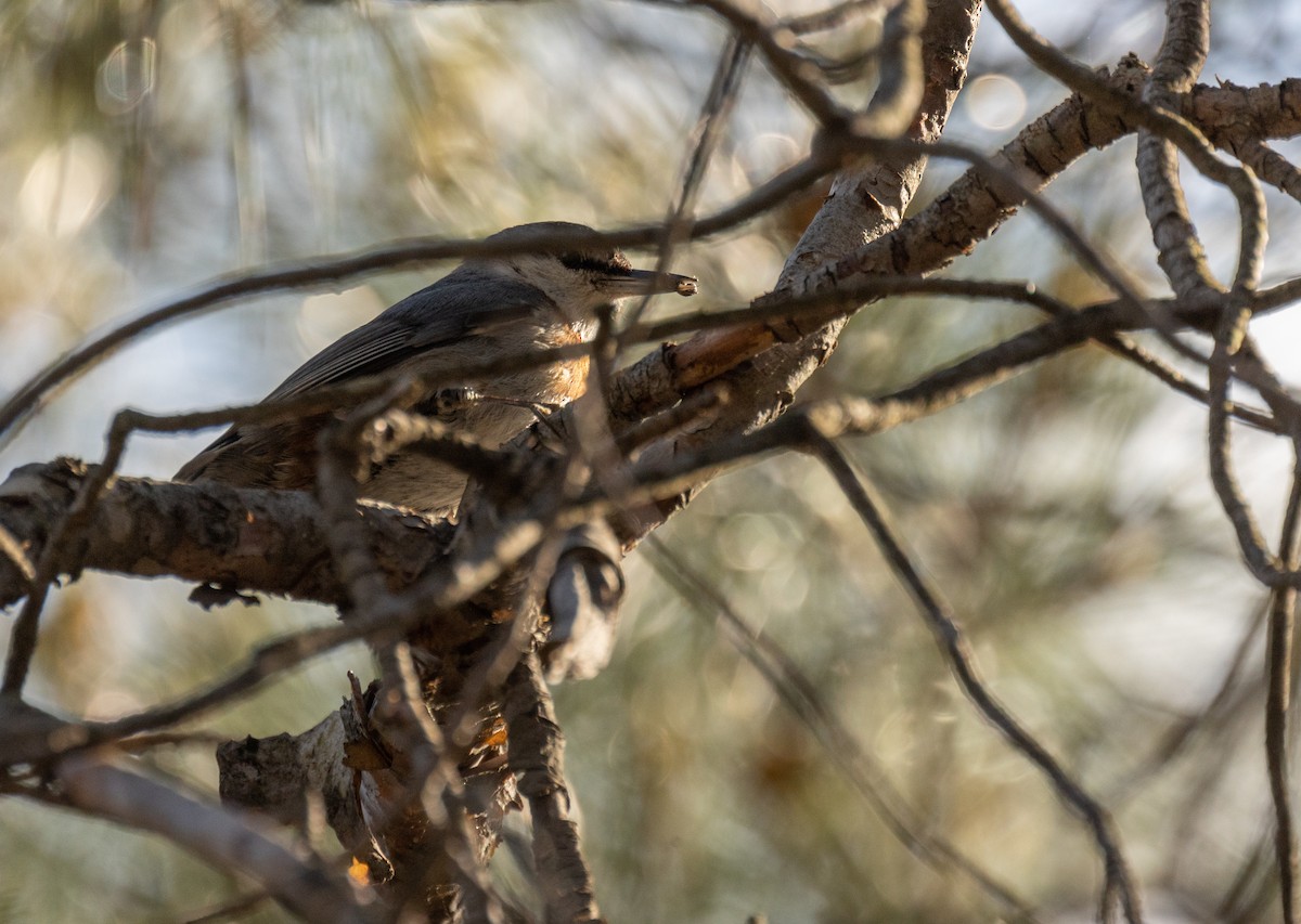 Krüper's Nuthatch - ML563561291