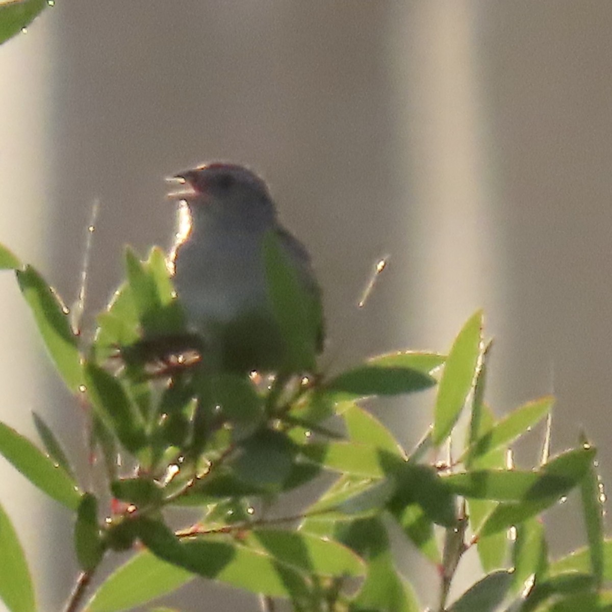 Bachman's Sparrow - Vicki Nebes