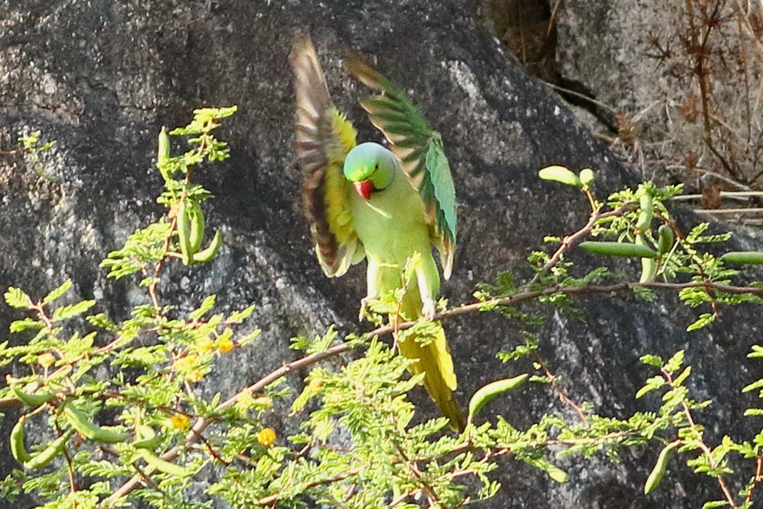 Rose-ringed Parakeet - ML563561701