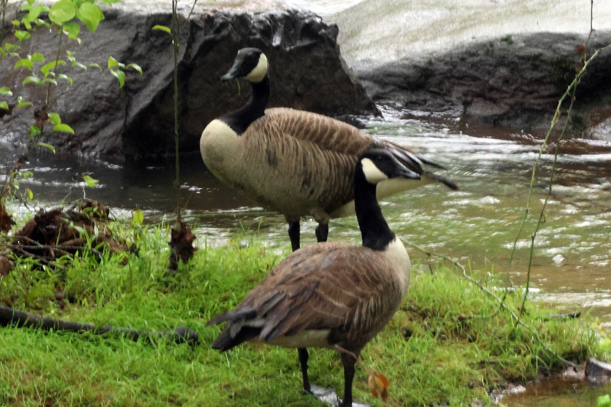 Canada Goose - Vern Bothwell