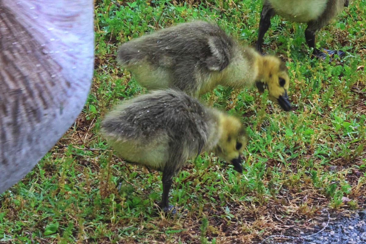 Canada Goose - ML563561951