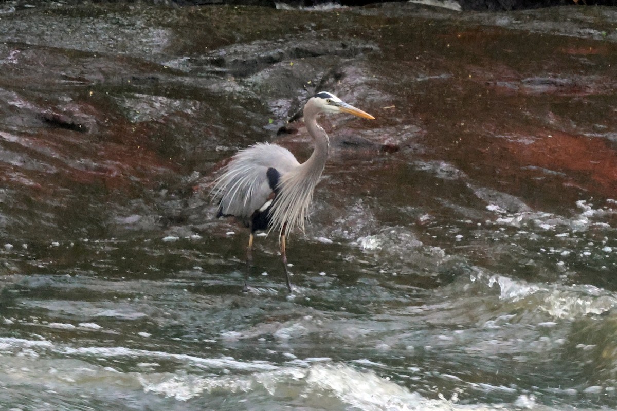 Great Blue Heron - Vern Bothwell