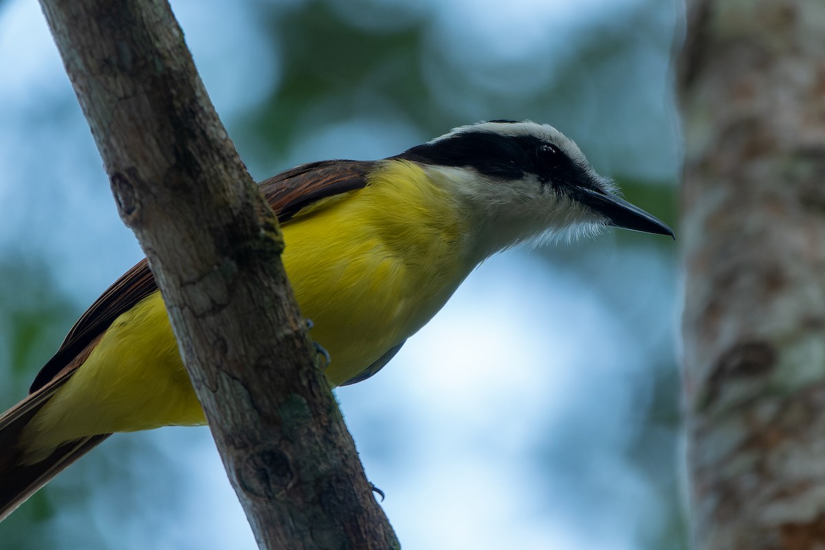 Great Kiskadee - ML563562081