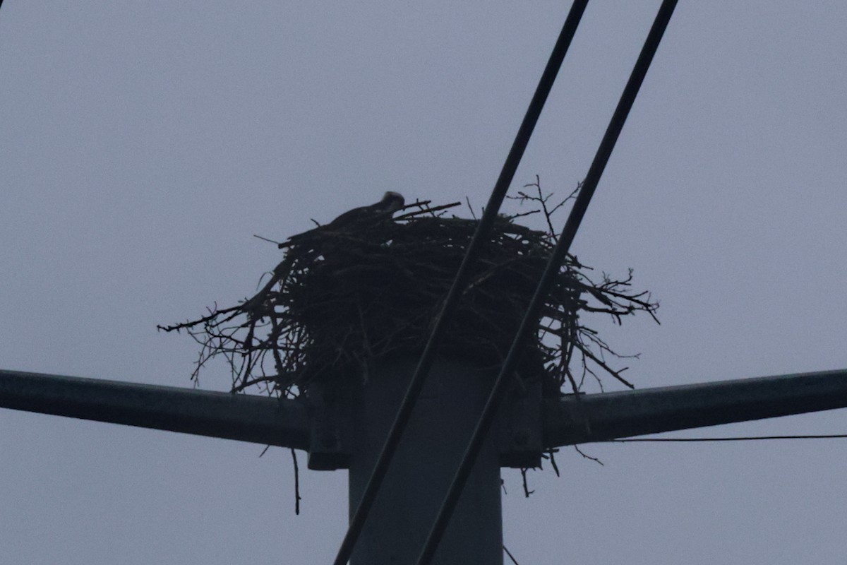 Osprey - Vern Bothwell