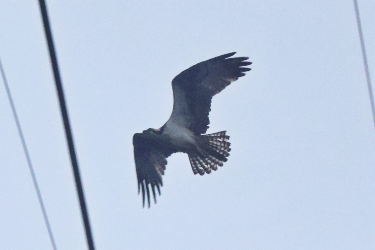 Águila Pescadora - ML563562161