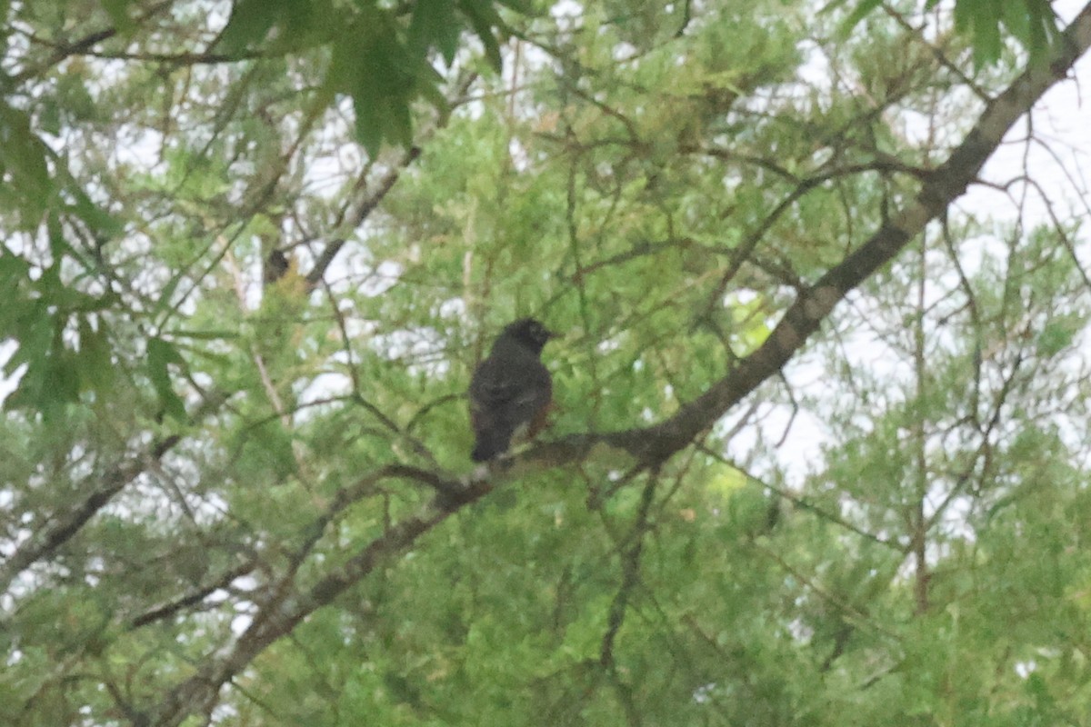 American Robin - ML563562231