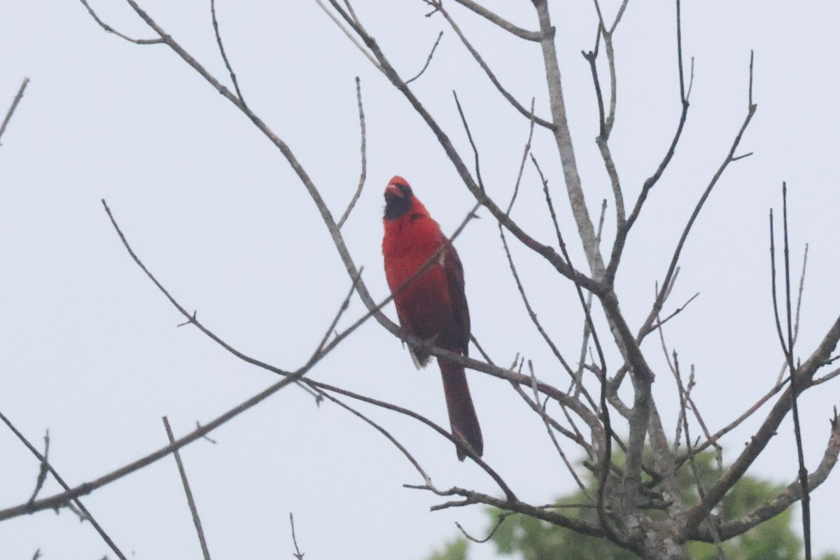 Cardinal rouge - ML563562321