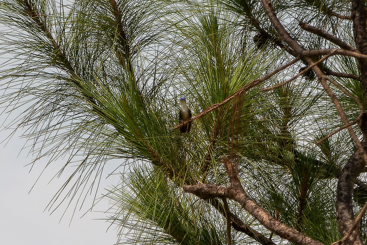 Azure-crowned Hummingbird - ML563563301