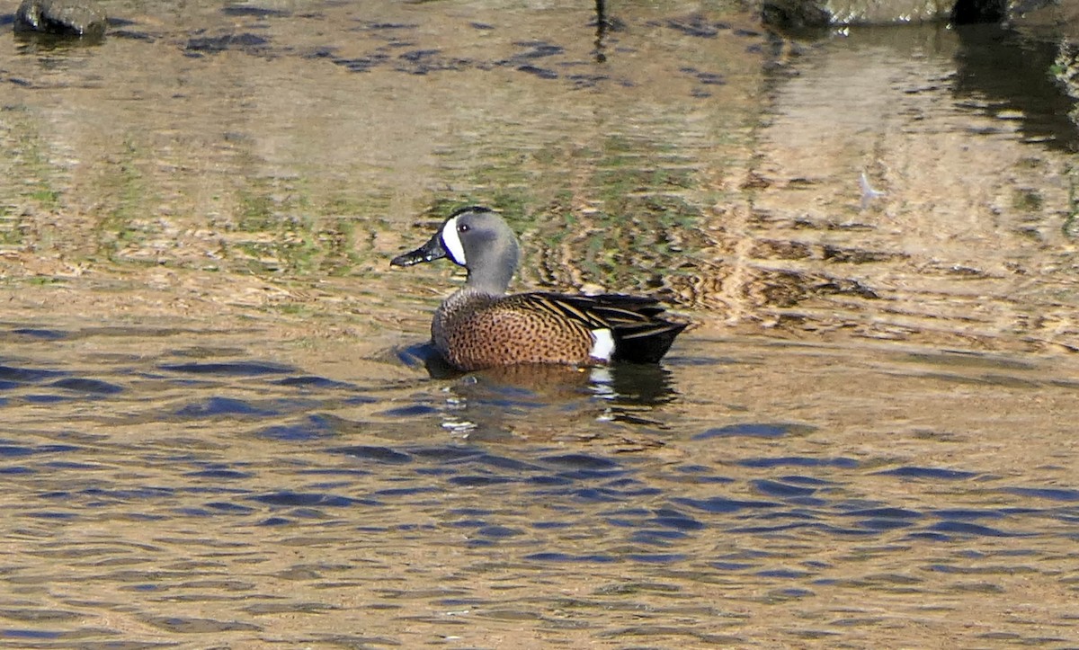 Blue-winged Teal - ML563565221