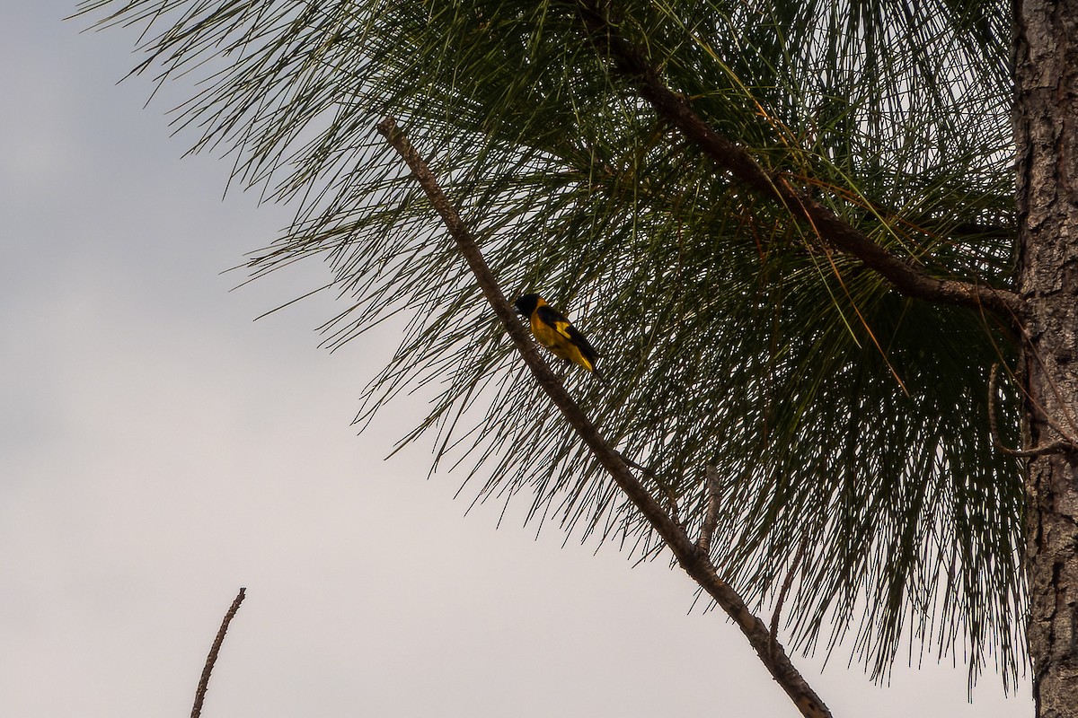 Black-headed Siskin - ML563565361