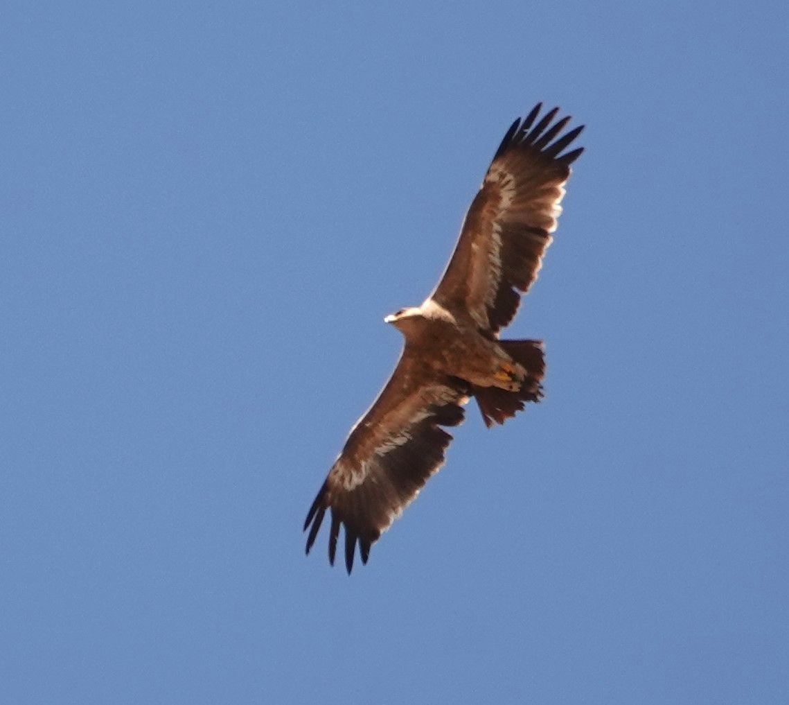 עיט ערבות - ML563566481