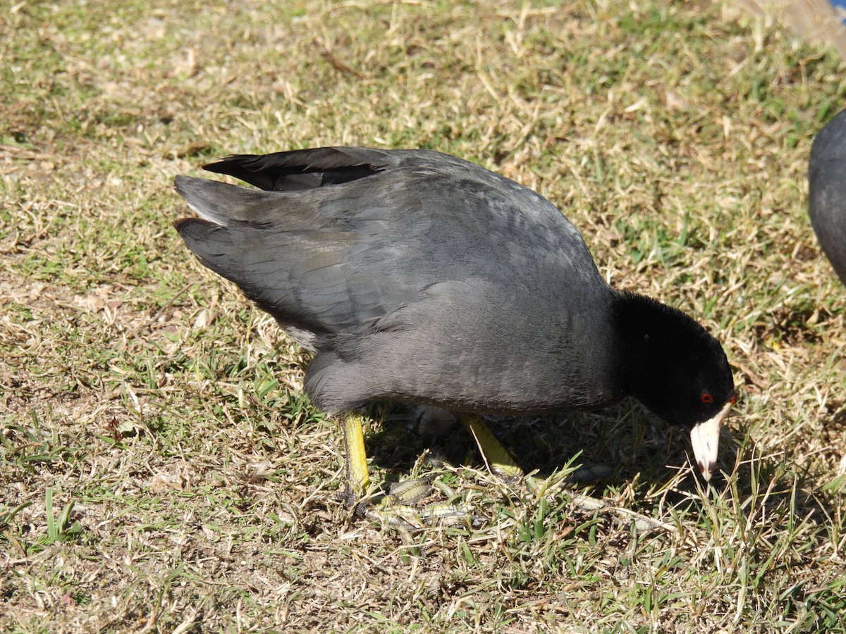 American Coot - ML563567311