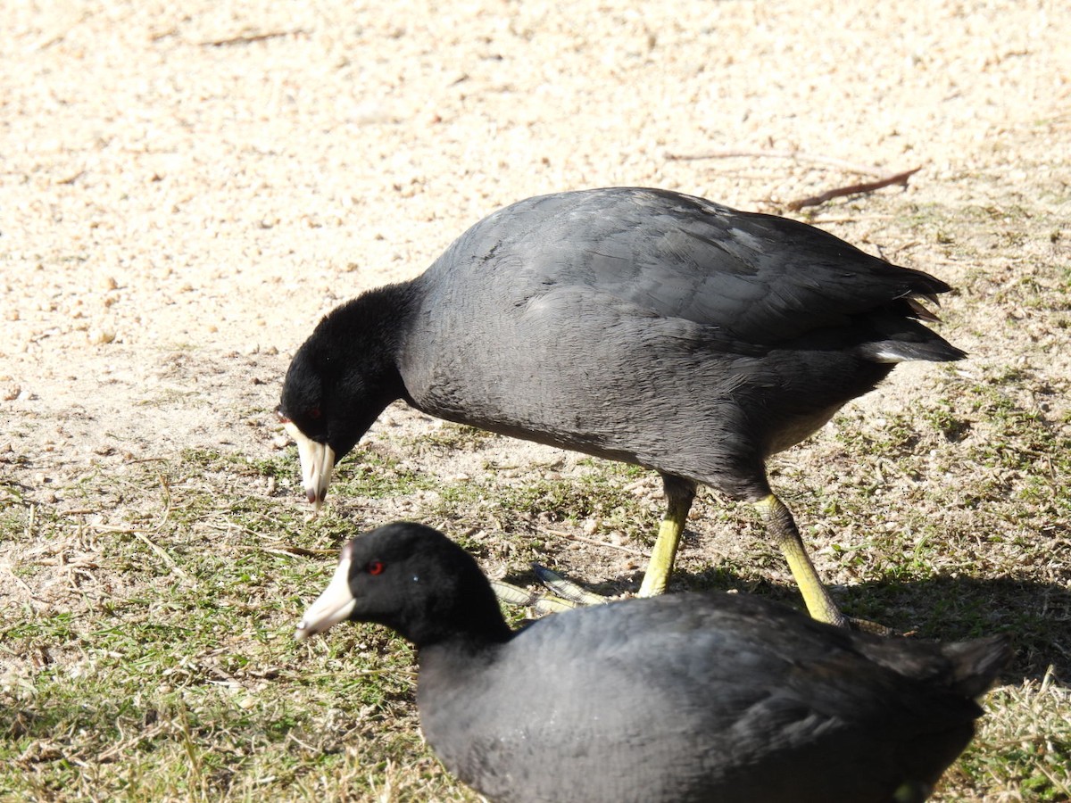 American Coot - ML563567331