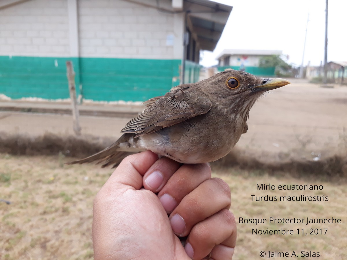 Ecuadorian Thrush - ML563567721