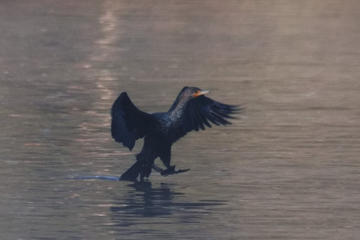 Double-crested Cormorant - ML563568141