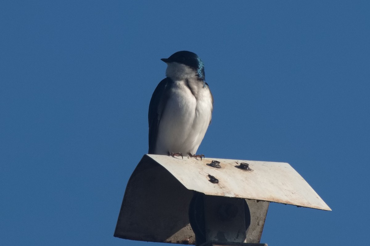 Tree Swallow - ML563568321