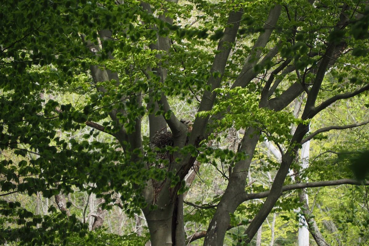 Great Horned Owl - ML563568651