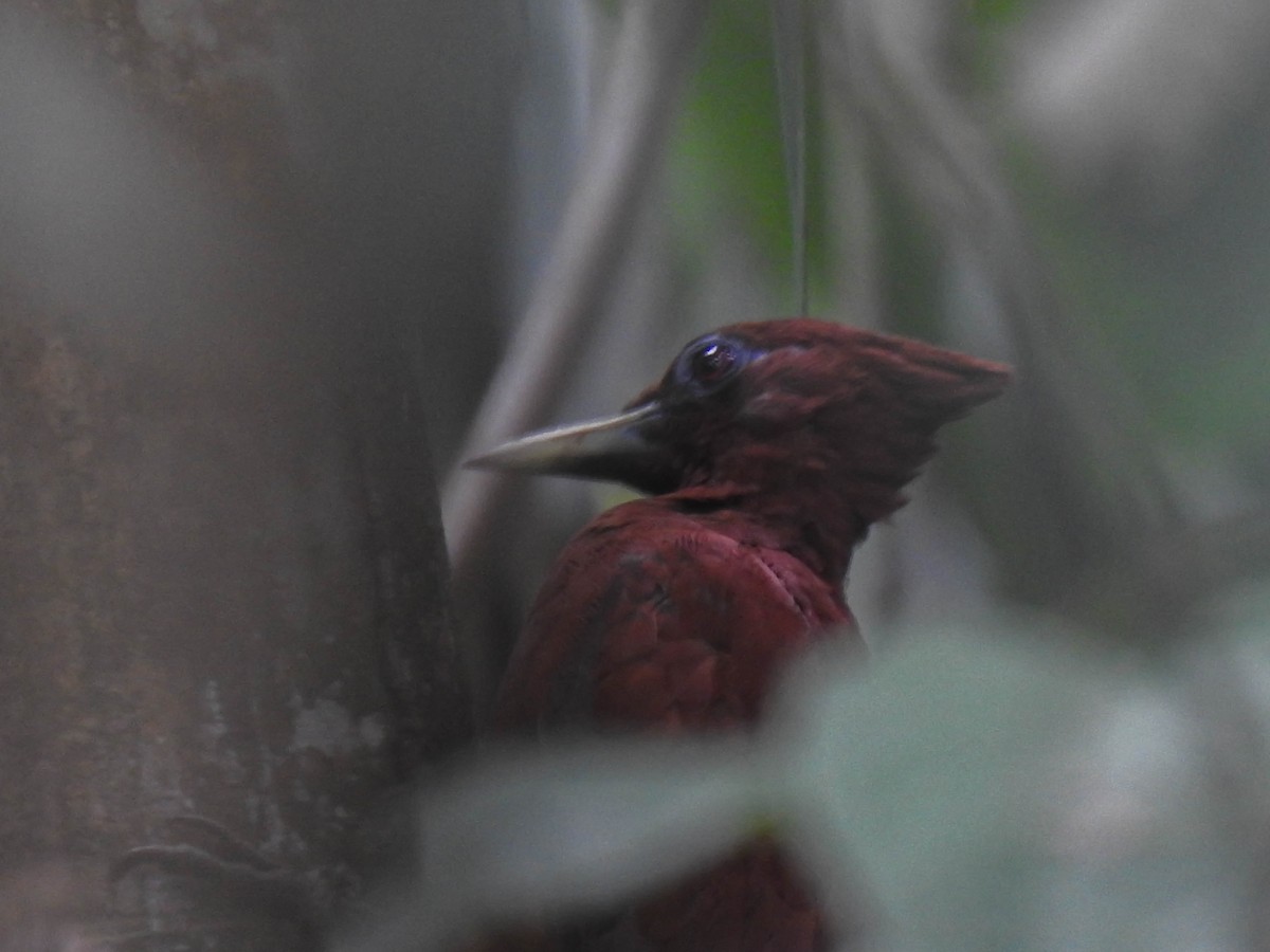 Chestnut Woodpecker - ML563570121