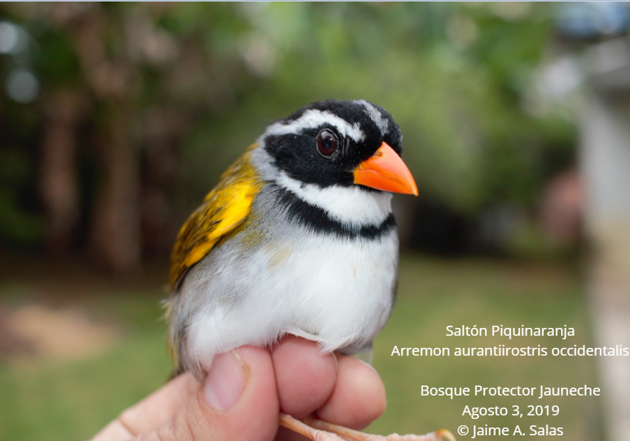 Orange-billed Sparrow - ML563570401