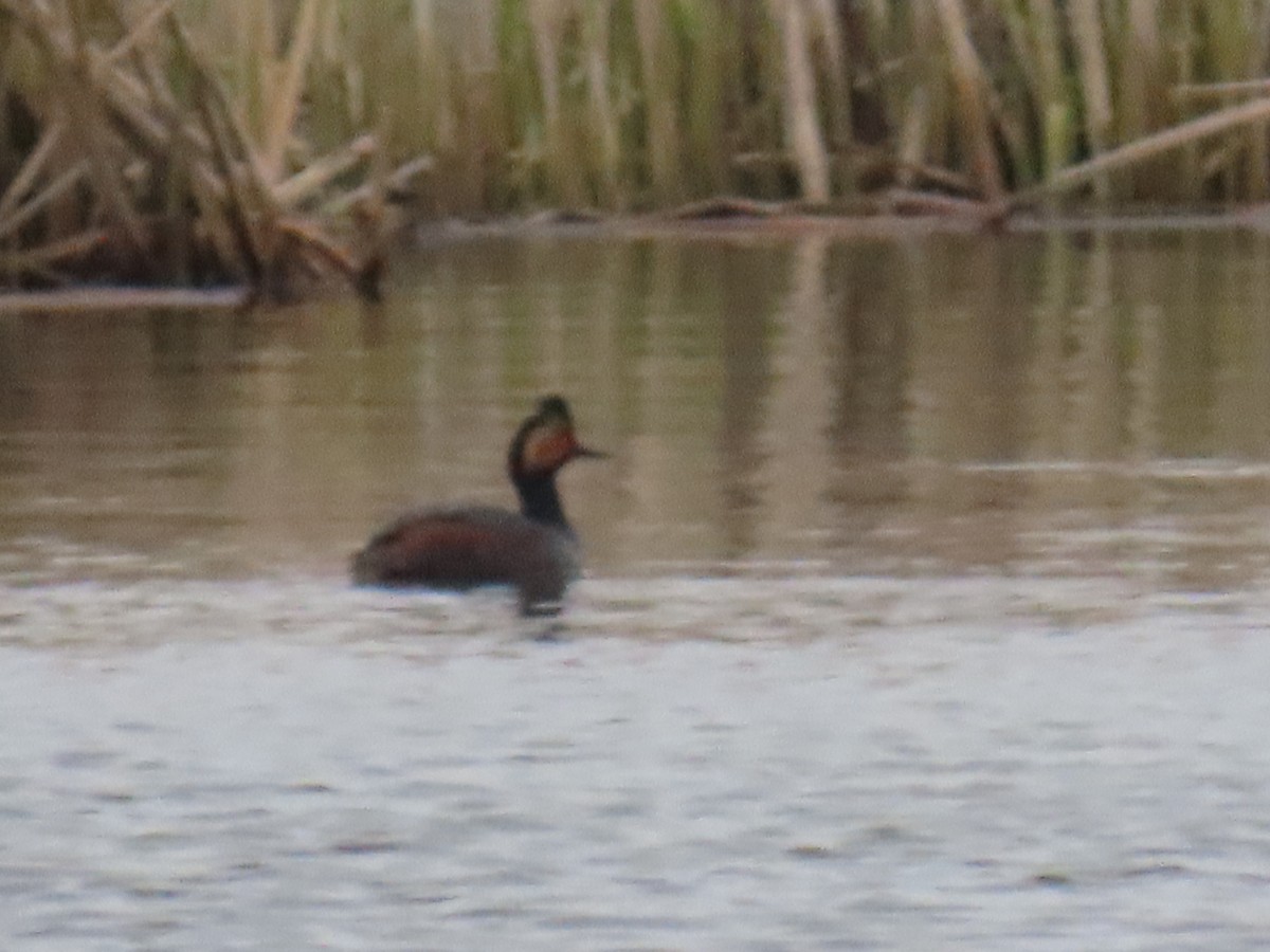 Eared Grebe - ML563570531