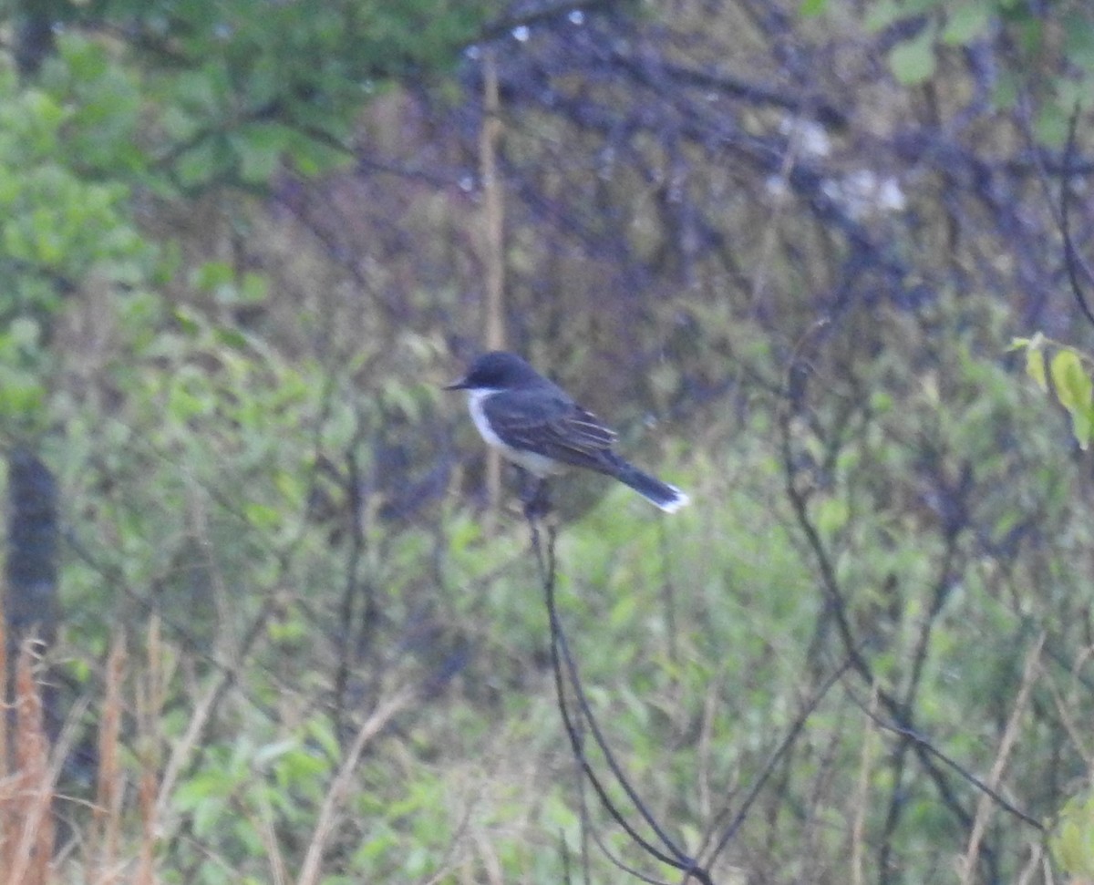 Schieferrücken-Königstyrann - ML563570841