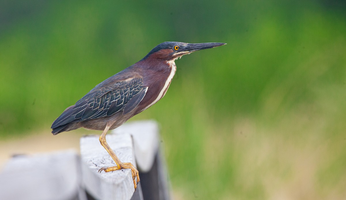 Green Heron - ML563571381