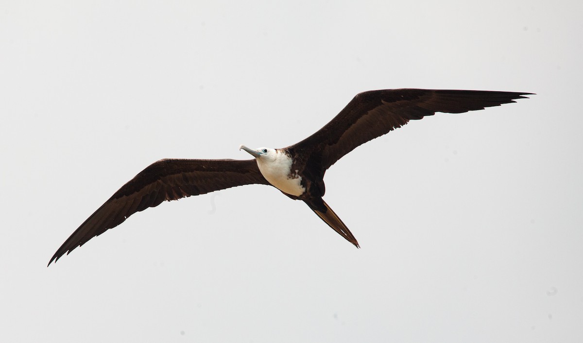Magnificent Frigatebird - ML563571401