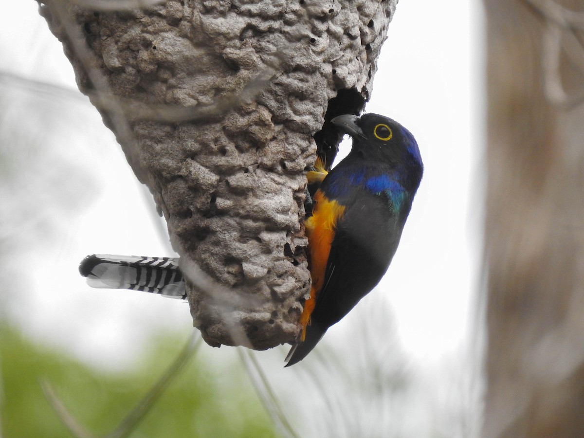 Amazonian Violaceous Trogon - ML563571521