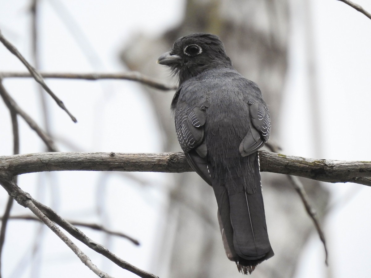 Trogon d'Amazonie - ML563571531