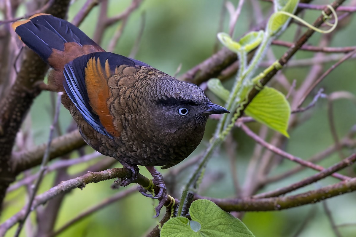 Blue-winged Laughingthrush - ML563571701